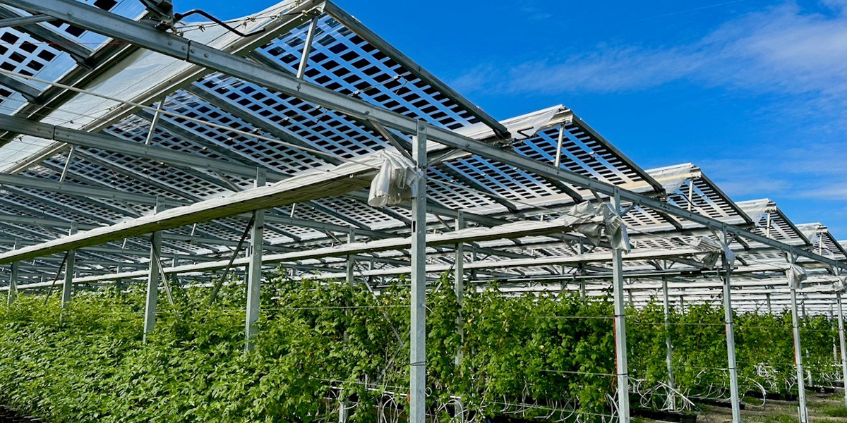 Insolight: l’agrivoltaico che cambia il futuro dell’agricoltura